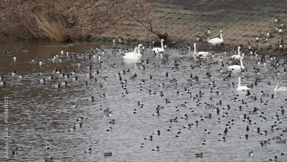 オオハクチョウの成鳥と幼鳥、オナガガモ、ホシハジロ、オオバン、賑わう池