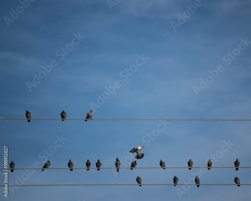 Three telephone wires with pigeons