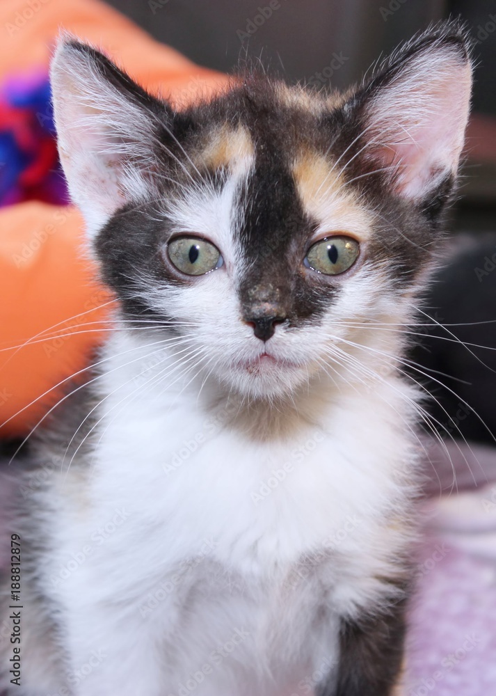 ADORABLE CALICO KITTEN ADORABLE CALICO KITTEN