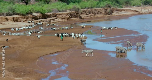 Goats & Donkeys Drinking In Ewaso Ngiro River; Nanyuki And Samburu; Samburu, Kenya, Africa photo