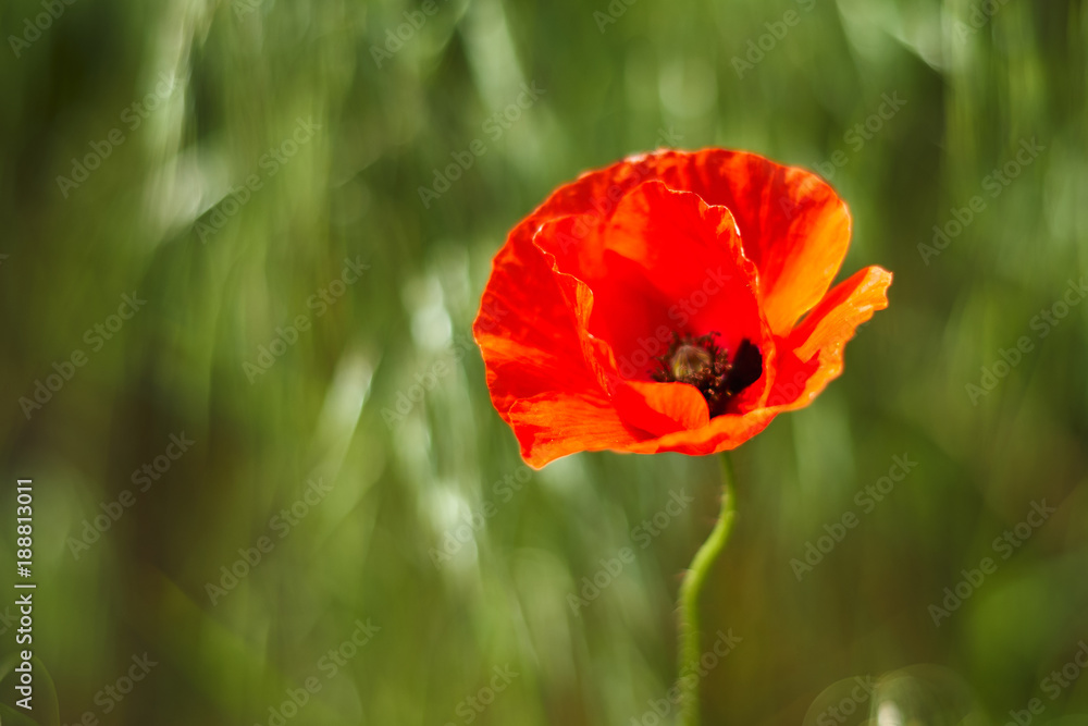Illuminated red poppy flower on a green background. Illuminated red poppy flower on a green background.
