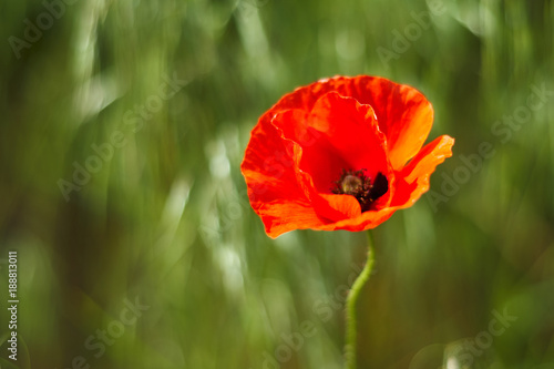 Illuminated red poppy flower on a green background.