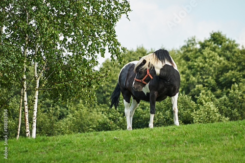 Black and white horse in the pasture among trees.
