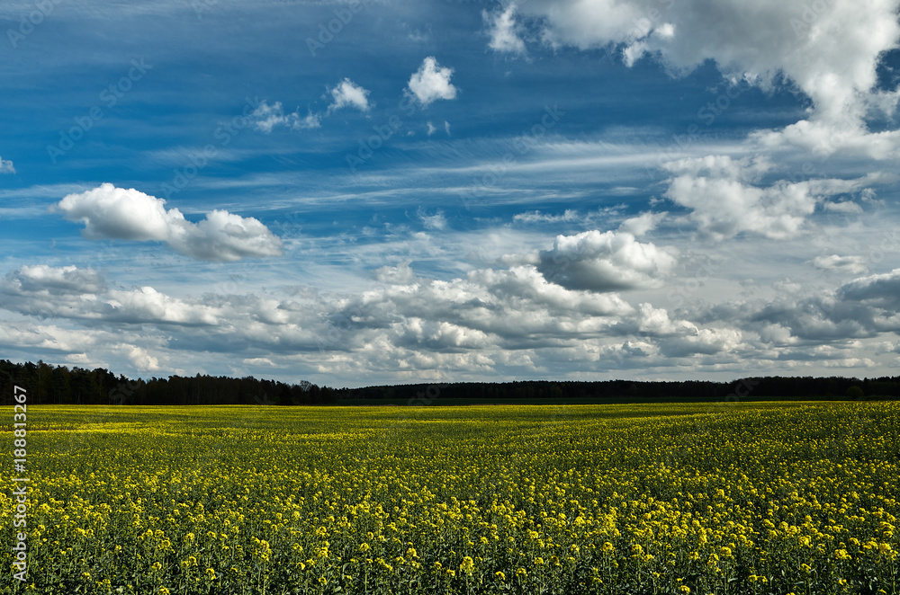 White clouds in the blue sky above the yellow-green field.