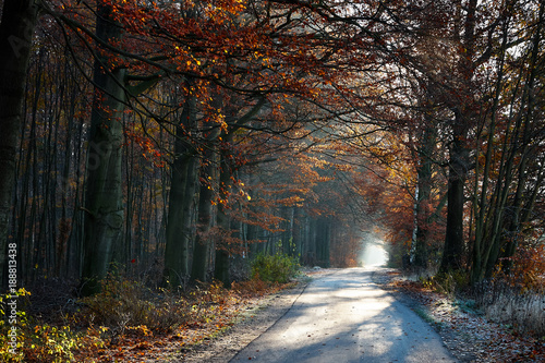 Road through an autumn forest.