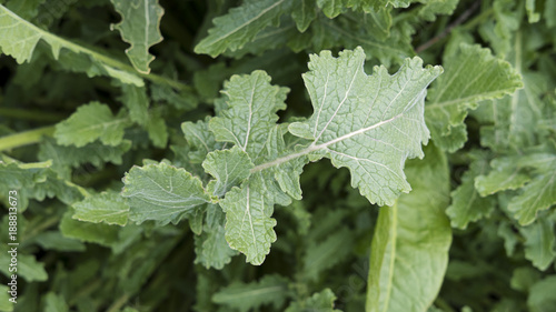 Above view of the robust leaves of Andryala pinnatifida, a Canarian endemic herbaceous plant found in Tenerife, Canary Islands, Spain photo