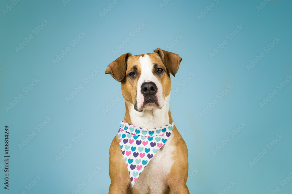 Cute staffordshire terrier dog in bandana with hearts. Young pitbull puppy sits in light blue colorful background posing for valentine's day