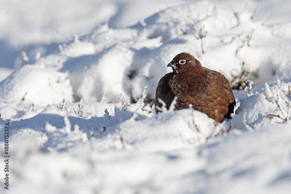 Female Red Grouse sitting in snow covered Lammermuir Hills in East Lothian (Lagopus lagopus) Female Red Grouse sitting in snow covered Lammermuir Hills in East Lothian (Lagopus lagopus)