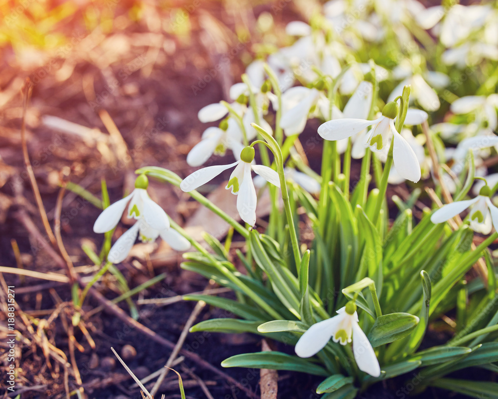 Spring snowdrop flowers blooming in sunny day. Spring snowdrop flowers blooming in sunny day.