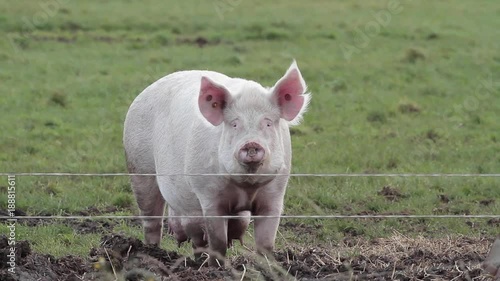 Mother Sow, Pig; Free Range Pig Farm; Free Range Pig Farm, Scarborough