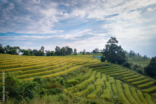 Rice field on terrace during sunset in Chiangmai, Thailand