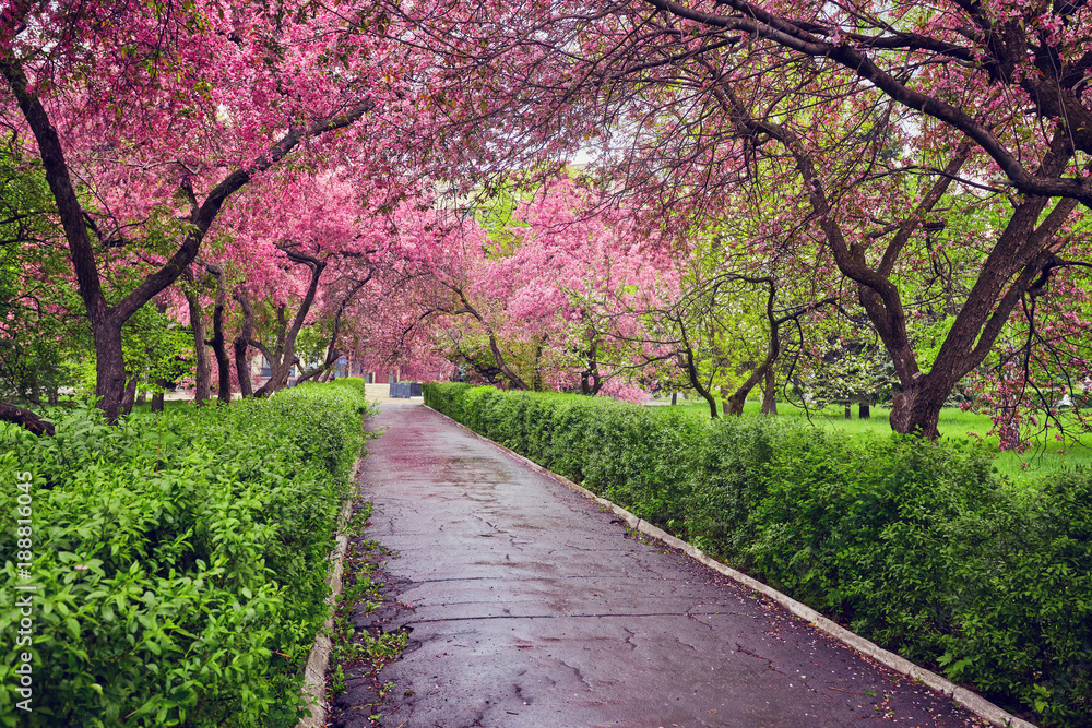 Park with alley of blossoming red apple trees. Park with alley of blossoming red apple trees.