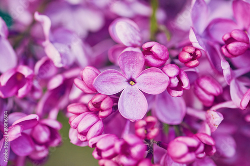 Spring flowers - blooming lilac flowers