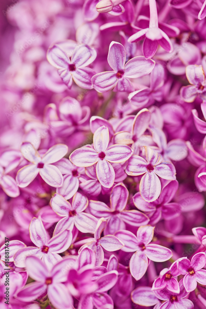 Fragrant lilac blossoms Syringa vulgaris . Shallow depth of field