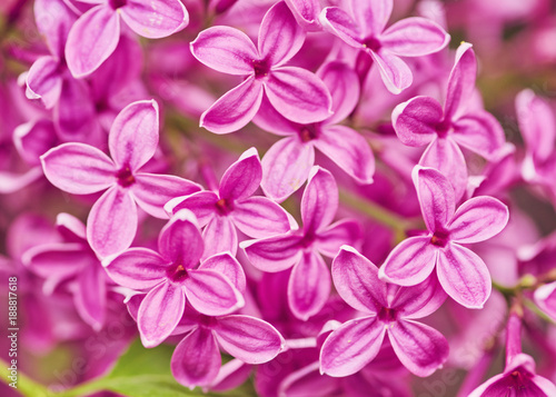 Spring flowers - blooming lilac flowers © Ryzhkov Oleksandr