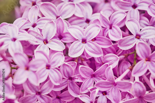 Spring flowers - blooming lilac flowers