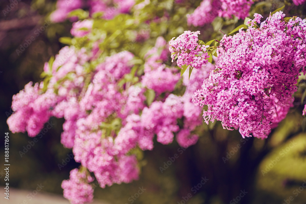 Beautiful fresh purple violet flowers. Close up of purple flowers. Beautiful fresh purple violet flowers. Close up of purple flowers.