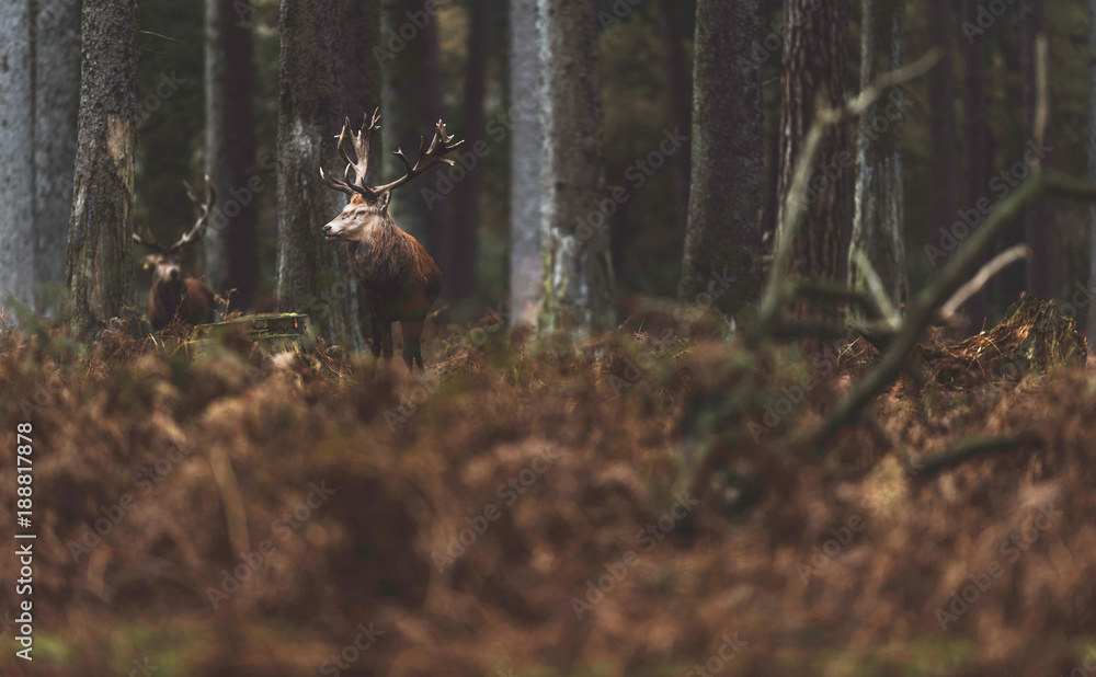 Obraz premium Red deer stag in autumn forest with ferns. North Rhine-Westphalia, Germany