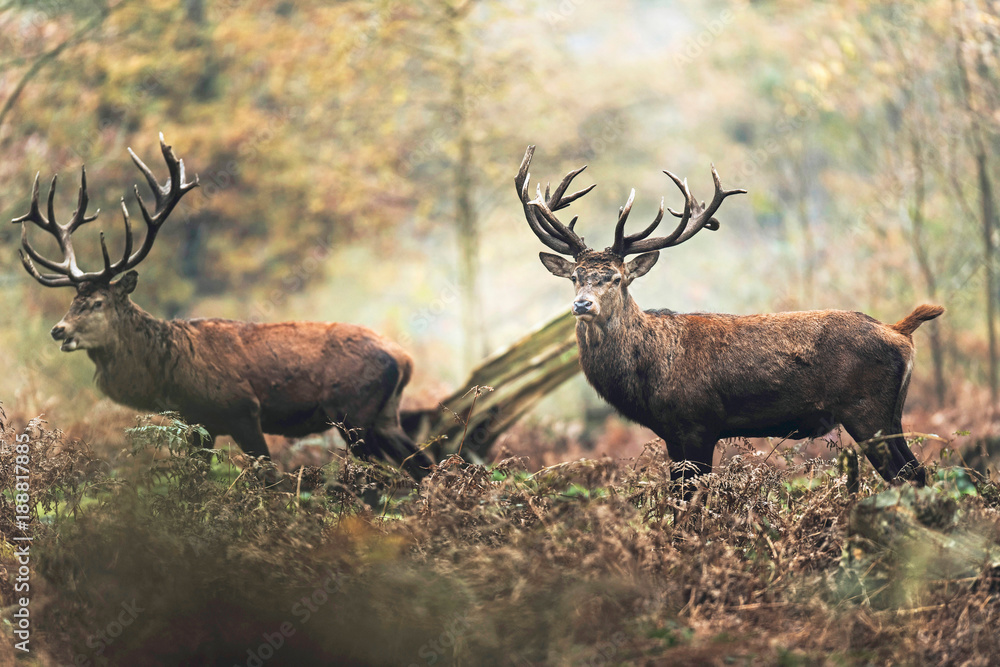 Obraz premium Two red deer stag in autumn forest. North Rhine-Westphalia, Germany