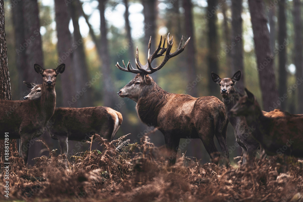 Obraz premium Red deer stag with hinds in autumn forest. North Rhine-Westphalia, Germany