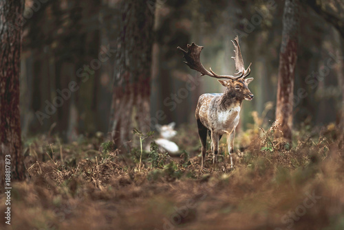 Tableau sur toile One fallow deer buck in autumn forest