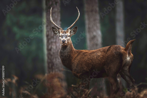 Red deer with pointed antlers in autumn forest. North Rhine-Westphalia, Germany