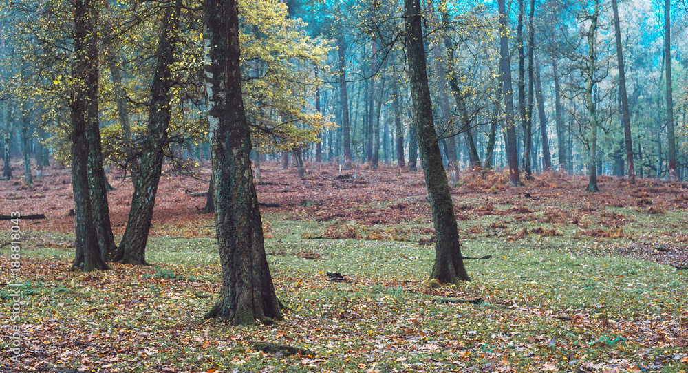 Some trees with autumn leaves in forest. North Rhine-Westphalia, Germany