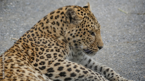 Lying leopard in zoo