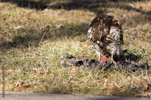 Red Shouldered Hawk Eating His Prey