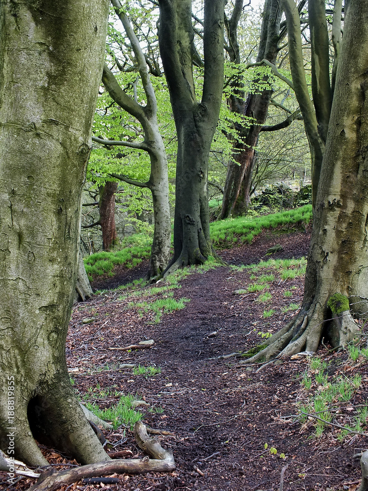 forest waking path through green woodland trees forest waking path through green woodland trees