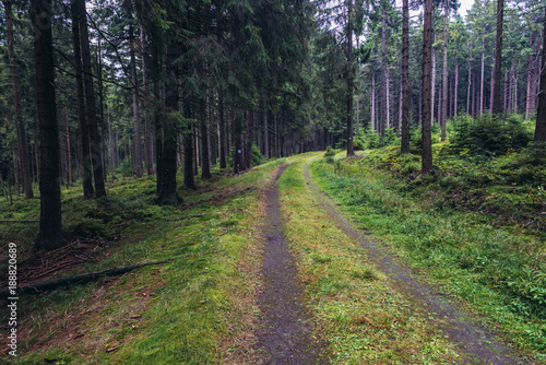Road in forest of Table Mountains in Sudetes near Karlow village, Poland