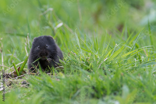 Black fossorial water vole (Arvicola amphibius) eating grass in Glasgow park