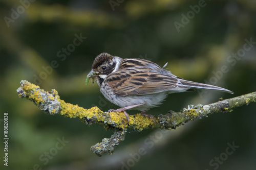 Female Reed Bunting (Emberiza schoeniclus) with grubs at Balgray Reservoir photo