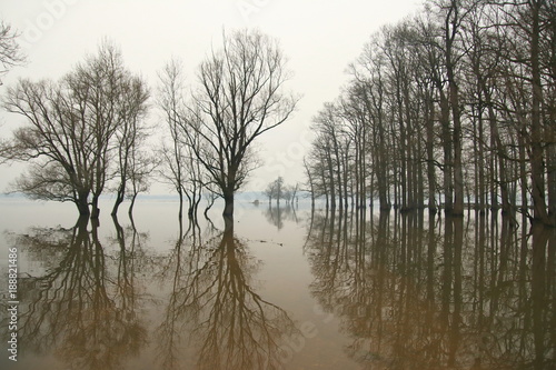 Flood in forest, trees silhouettes, Nature park Lonjsko polje, Croatia