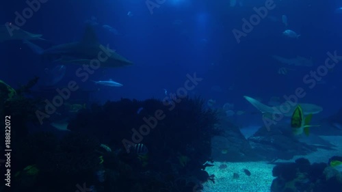 Underwater life of a coral reef. Sharks, rays and other fish. Large aquarium. photo