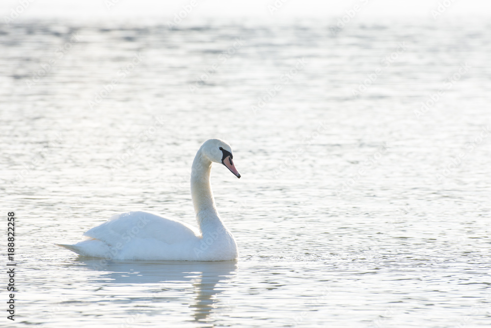 Swans in the water