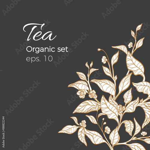 Vector template of tea bush