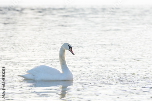 Swans in the water