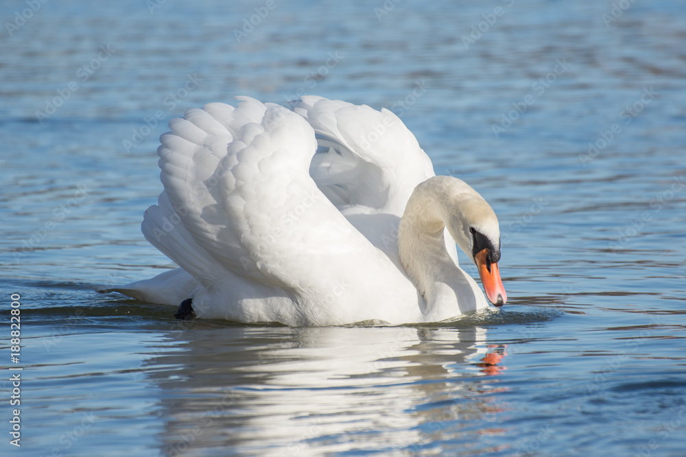 Fototapeta premium Swans in the water