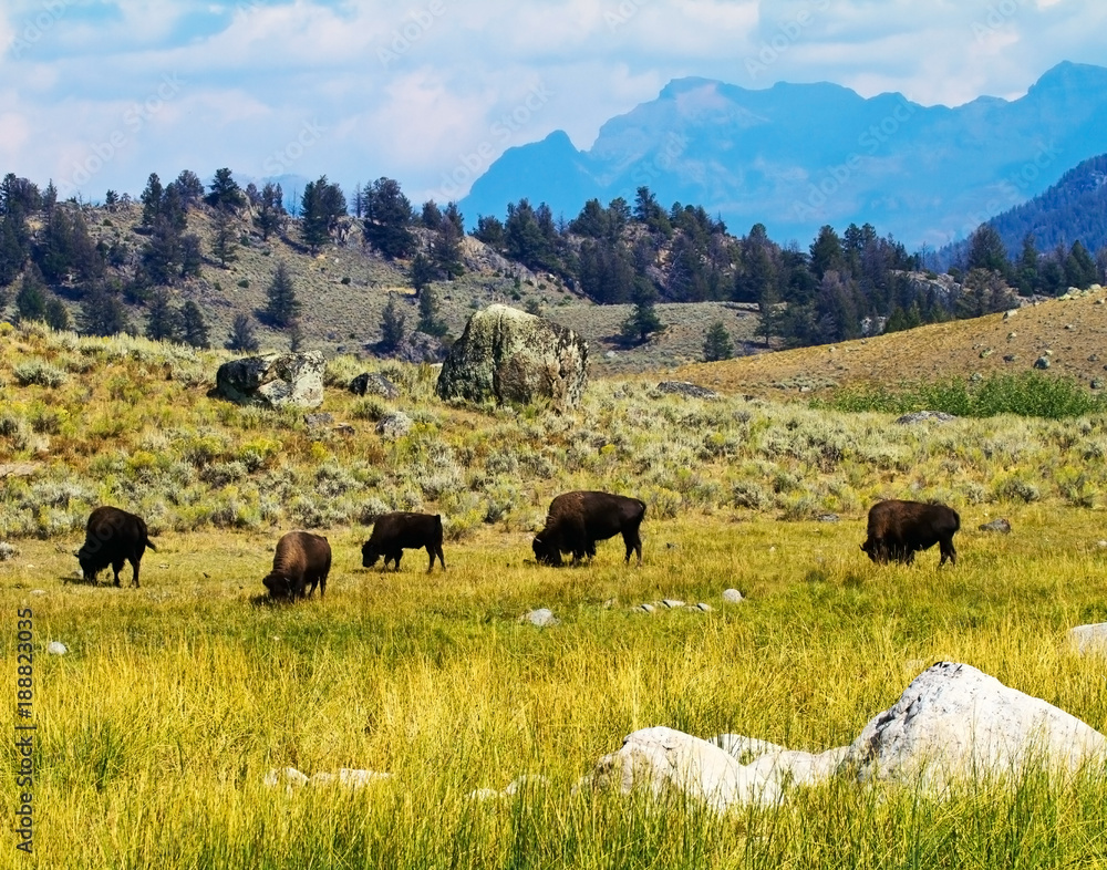 A buffalo herd in Lamar Valley, Yellowstone National Park, MT