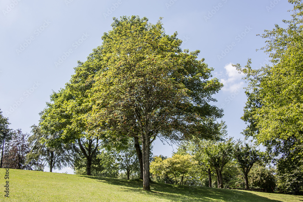 Kurpark Freudenberg mit altem Baumbestand