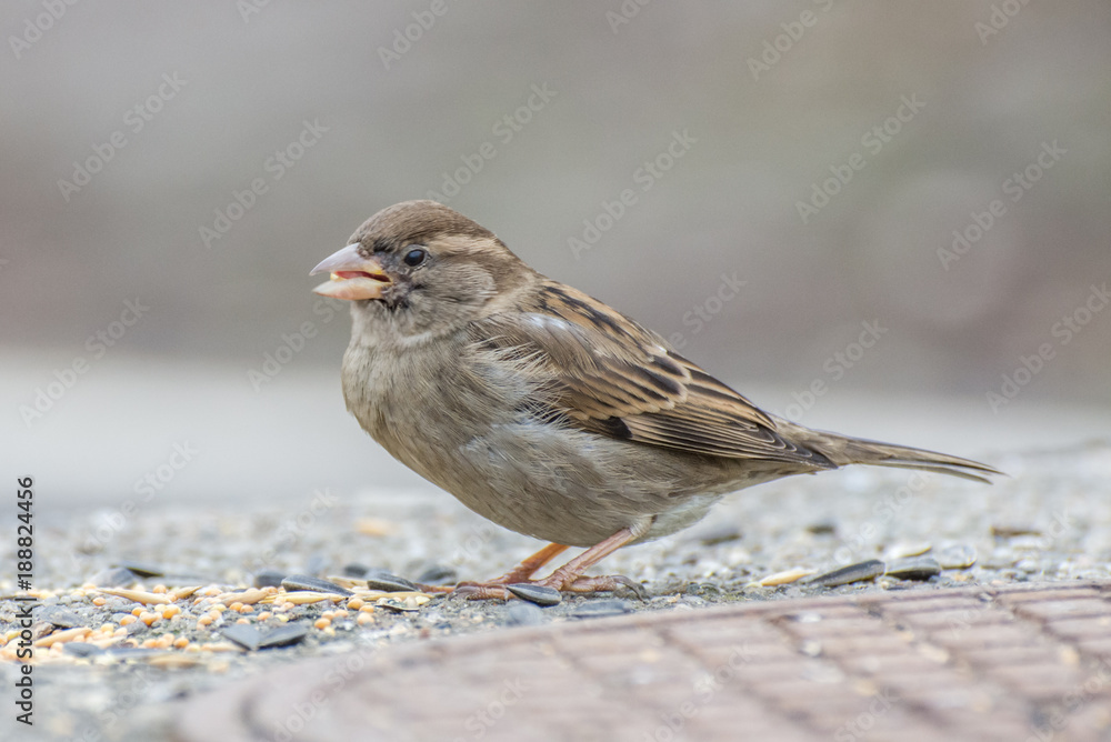 Sparrow bird in the bush Sparrow bird in the bush