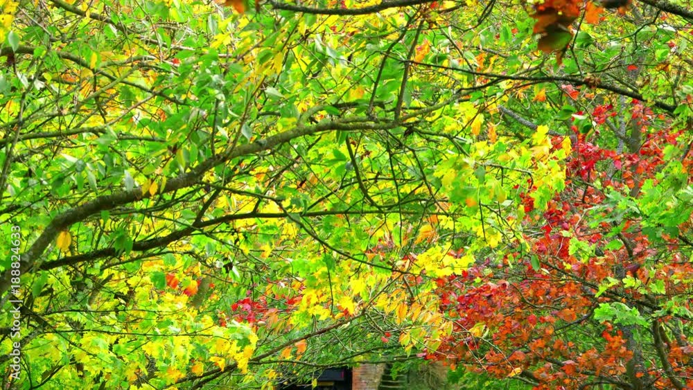 Autumn Leaves Blowing In Wind; Windy Trees; Troutsdale, North Yorkshire, England Autumn Leaves Blowing In Wind; Windy Trees; Troutsdale, North Yorkshire, England