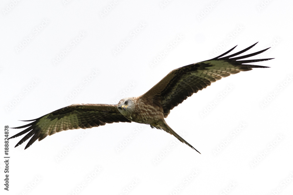 Red Kite Milvus milvus in flight with wings outstretched Red Kite Milvus milvus in flight with wings outstretched