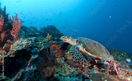 Fototapeta Naklejka Na Ścianę i Meble -  Indonesia, Bali, Nusa Lembonga, Nusa Penida, hawksbill turtle, Eretmochelys imbricata