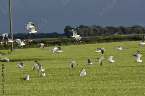 drove of seagulls © ezp