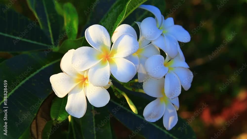 White Flower waving on the wind in Thailand White Flower waving on the wind in Thailand