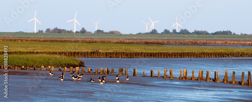 Austernfischer (Haematopus ostralegus) bei Sonnenuntergang vor Buhne, Salzwiesen, Windräder/ Windkraftanlagen, Halbinsel Westerhever, Nordsee, Schleswig-Holstein, Deutschland, Europa, Banner, Panorama