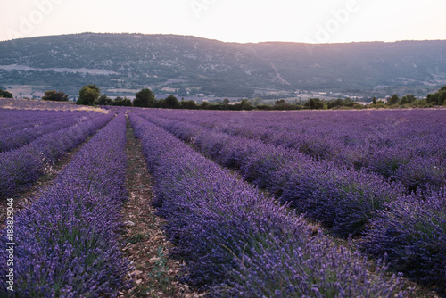 Beautiful blossoming lavender field in twilight  south France  Provence