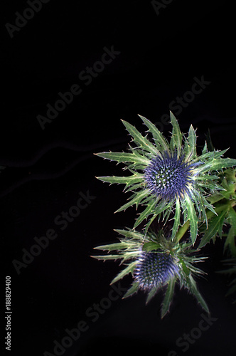 A classic blue thistle reflected in a mirror against a black background 